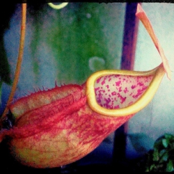 TreeGolf Nepenthes
